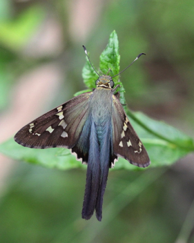 Long-tailed Skipper